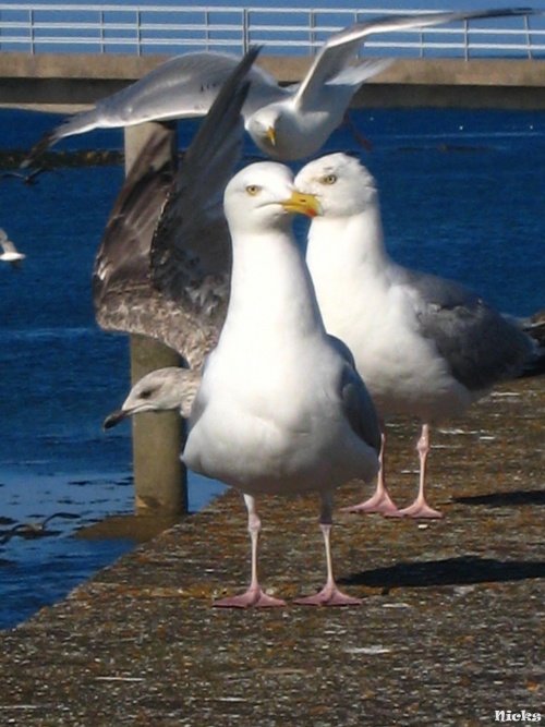 Toujours à Roscoff.