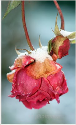 La rose des glaces