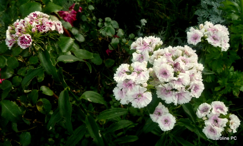 Des petits locataires dans mon jardin