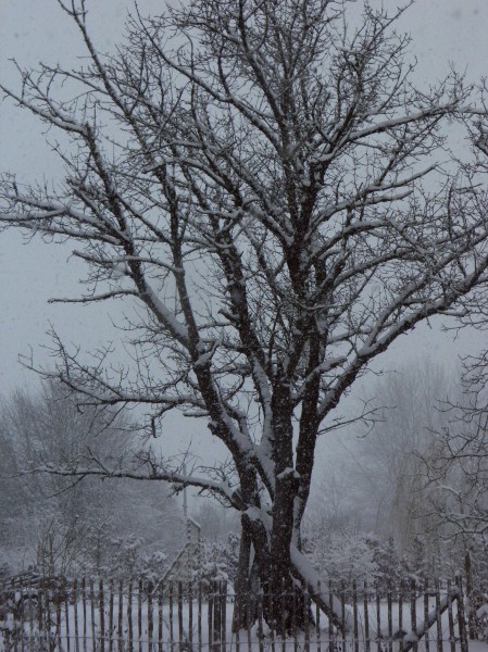 arbre barrière