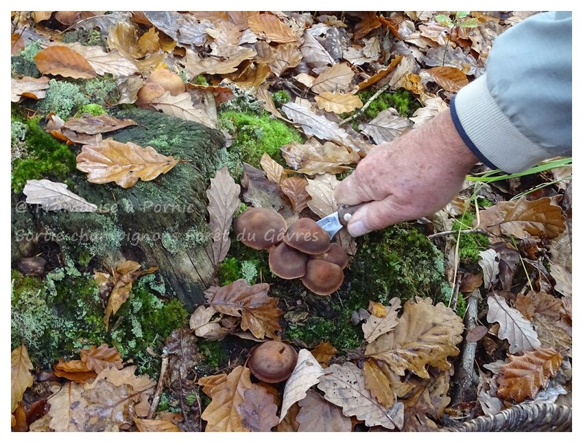 Sortie champignons en forêt du Gavre 