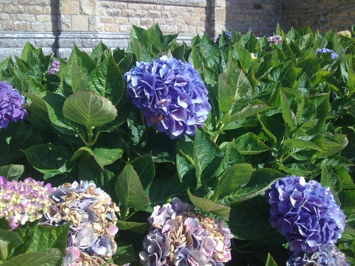 QUELQUES FLEURS DE BRETAGNE   VANNES