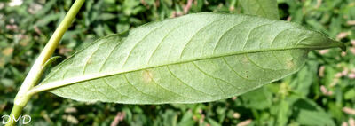 Polygonum persicaria - Persicaria maculosa   -   renouée persicaire