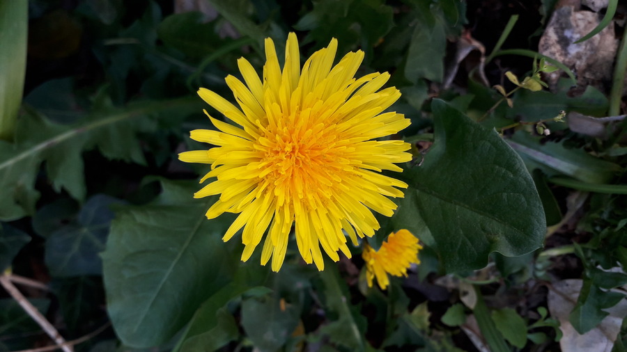  couleur  de fleurs 