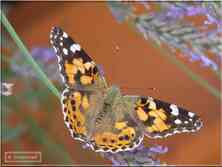 Papillon de jour La Belle Dame Vanessa cardui Nymphalidae
