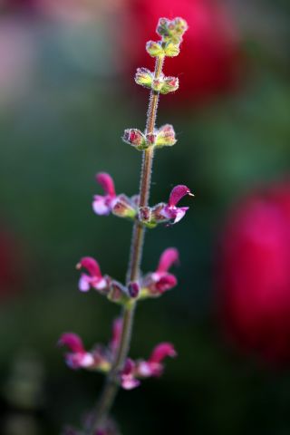 Des compagnes pour mes roses : Salvia viscosa