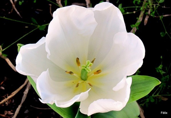 P03 - Tulipe blanche