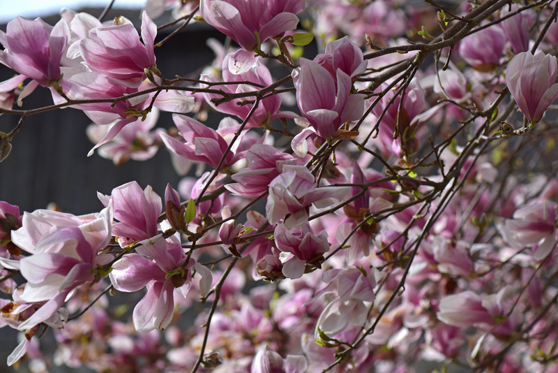 Printemps... maintenant (#1)