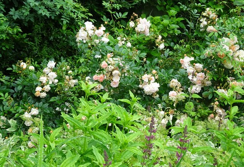 Le jardin des Renaudies (Mayenne)