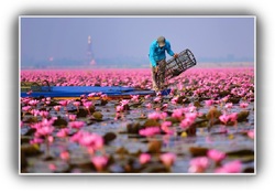 Lotus : La fleur du cœur