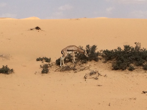 Désert de Dubaï en safari