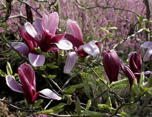 Fleurs cultivées : Magnolia