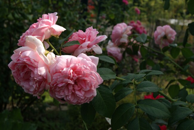 Les roses d'Août 2013