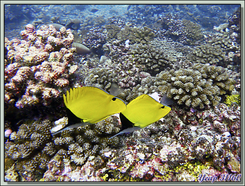 Plongée bouteille Passe Tumakohua : Poisson-pincette à long bec (Forcipiger longirostris), Very-long-nose butterflyfish - Atoll de Fakarava - Polynésie française