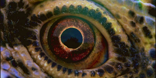 Voyage of Time : Au fil de la vie