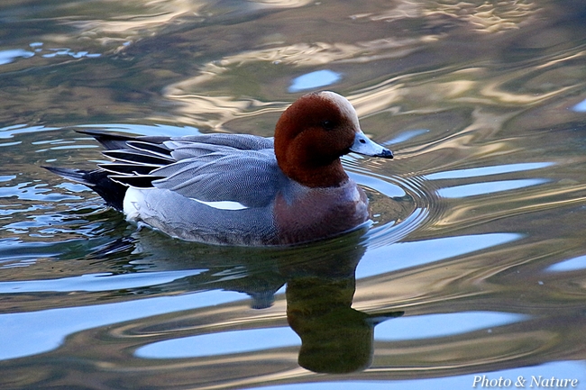 Canard siffleur