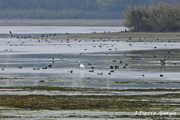 Jean-Pierre Gurga a photographié les oiseaux du lac de Marcenay, quinze jours avant la vidange du lac...