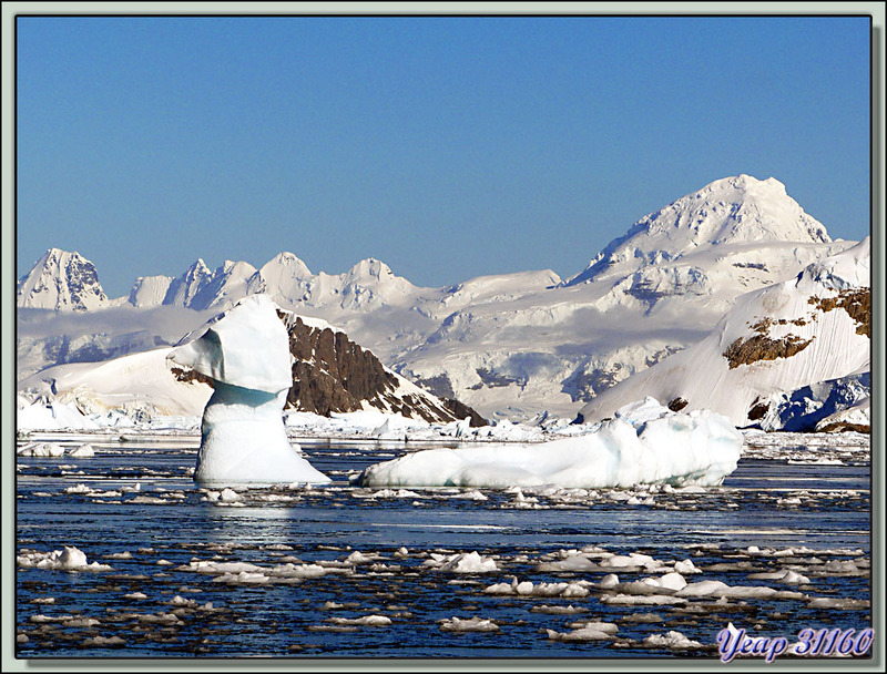 Iceberg à forme animale, une véritable curiosité de la nature - Skontorp Cove - Paradise Bay - Péninsule Antarctique