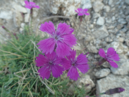 Fleurs roses