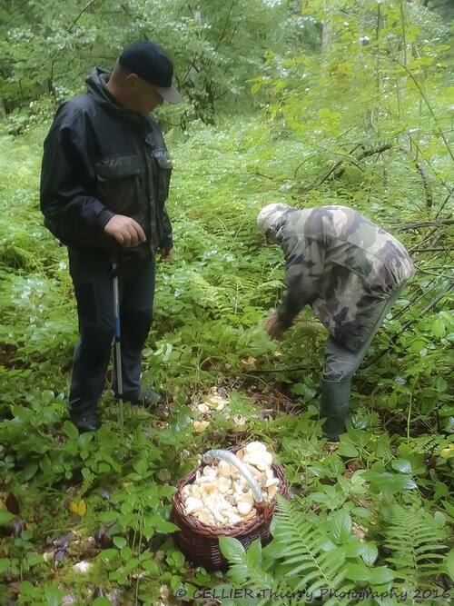 Sortie myco dans les montagnes du jura - octobre 2016 - Ain