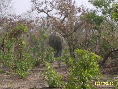 Bénin Pendjari Eléphant
