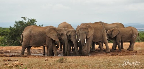 Addo Elephant National Park (Game section)