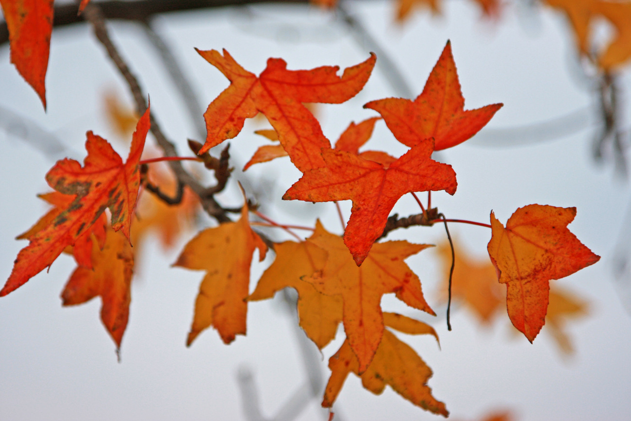 à l'automne 2007, quelques feuilles mortes 13/4