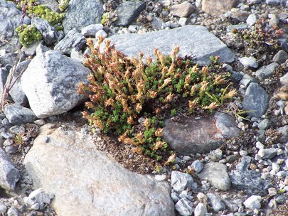 Fleurs de montagne