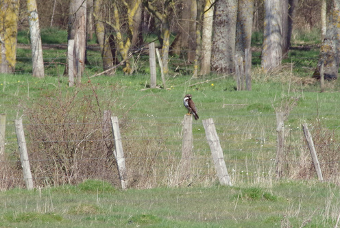 Buse variable.Objectif 300 mm equivalent 450 +convertisseur 1.4 soit 650 mm.Photos de JP.©