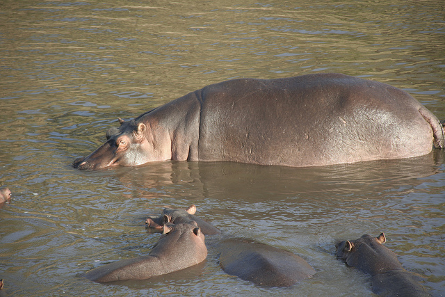 hippo