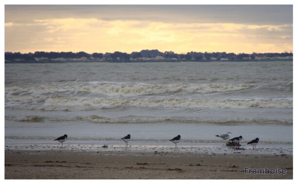 Huitrier pie ou pie de mer