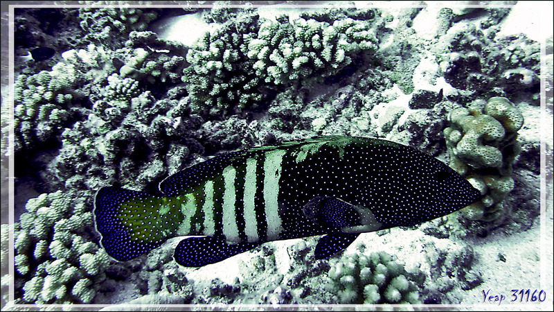 Mérou paon ou céleste ou Vieille cuisinière, Peacock Hind or Peacock grouper or Bluespotted grouper (Cephalopholis argus) - Tumakohua (passe sud) - Atoll de Fakarava - Tuamotu - Polynésie française