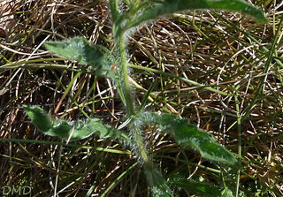 Convolvulus cantabrica - liseron cantabrique - liseron de Biscaye