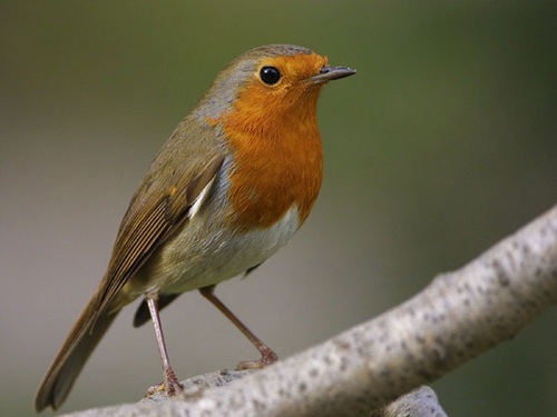 Les oiseaux