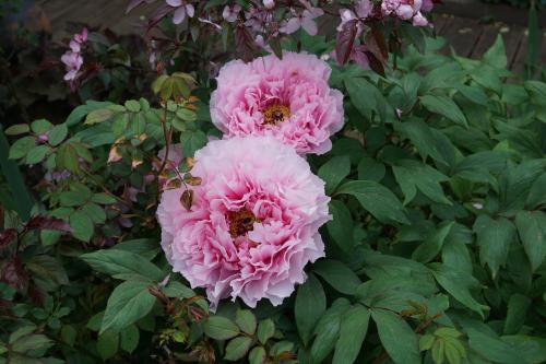 Pivoine