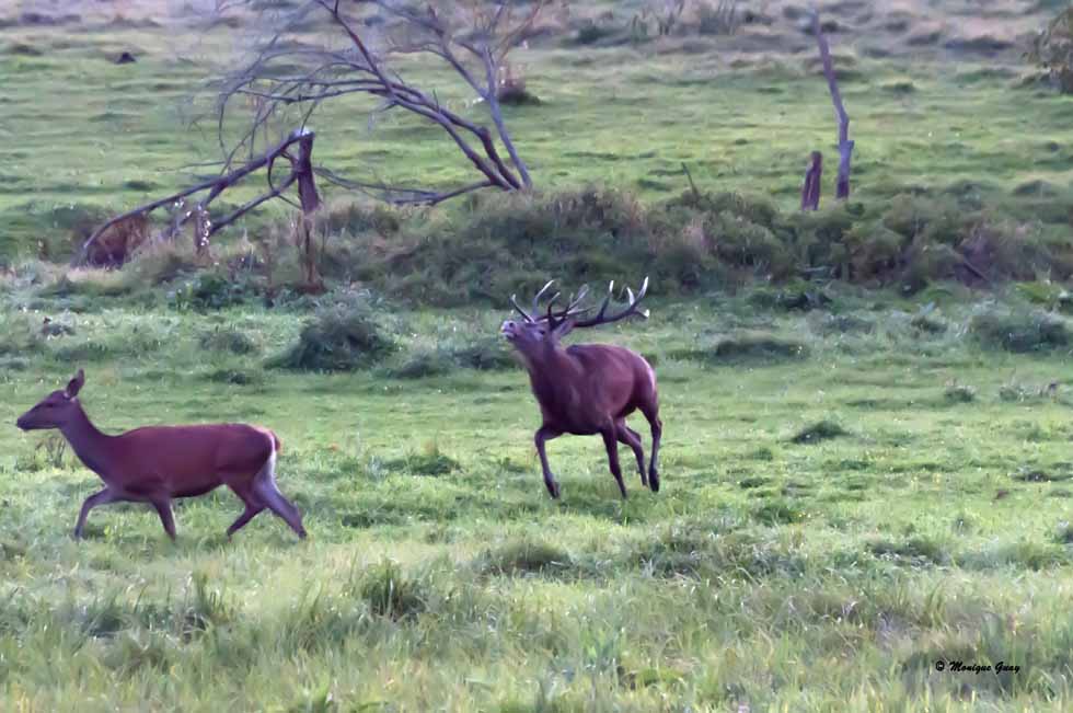 Cerf et biches