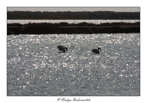 Flamant rose à Gruissan