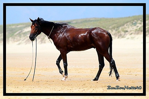 CHEVAL-BAIGNADE-N--2--.jpg