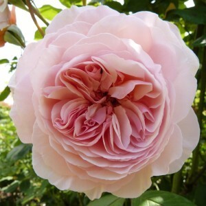 roseraie-david-austin-morienval---a-shropshire-lad--800x800.jpg