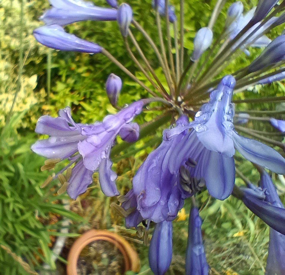 Mes agapanthes bleues - juillet 2024...