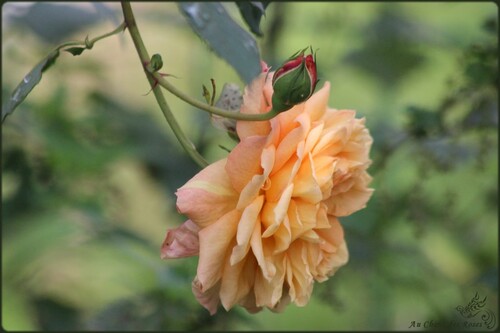 Fin octobre et les roses sont toujours là!