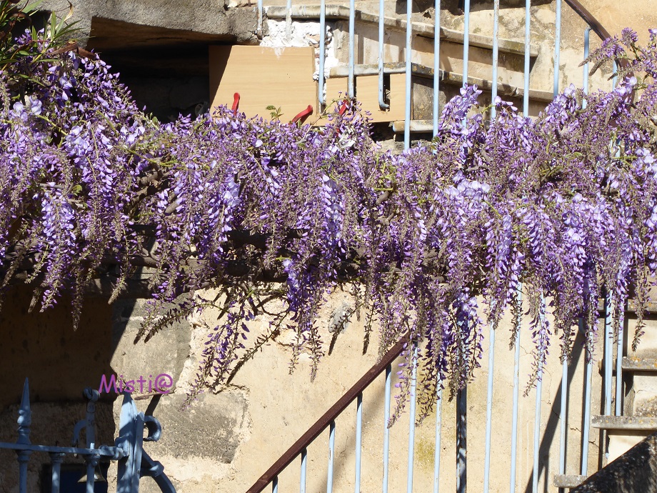  Et voici le printemps...