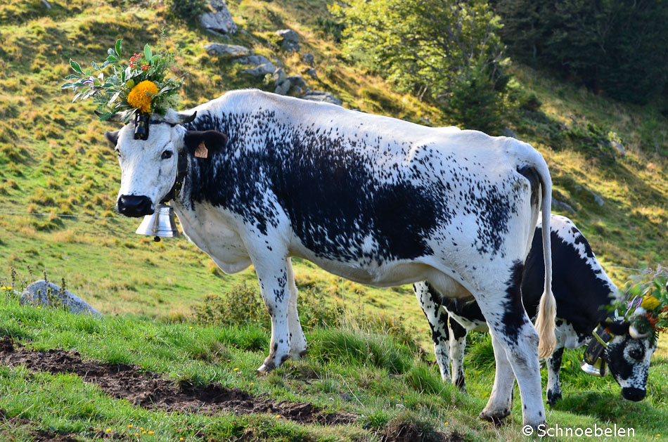 transhumance alsace vosges