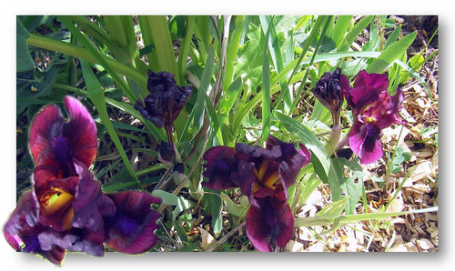 jardin et objets des Panrées