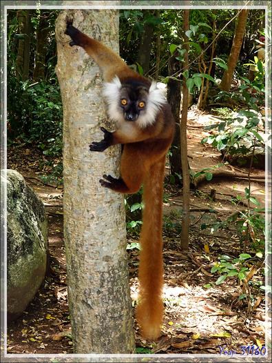 Lémurs noirs. Maki macaco (Eulemur macaco) - Nosy Komba - Madagascar