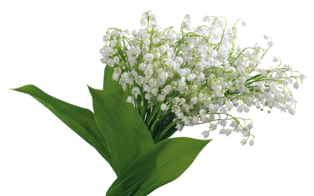 Muguet « retour du bonheur »