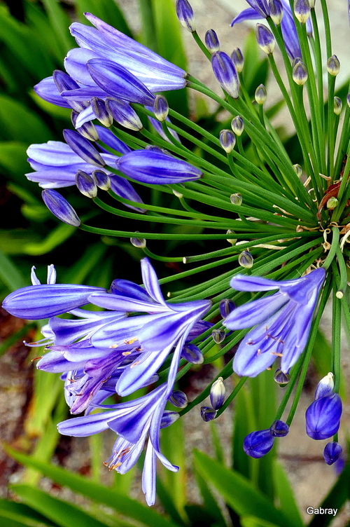 Les fleurs de l’agapanthe 