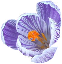 Tubes Fleurs - Divers