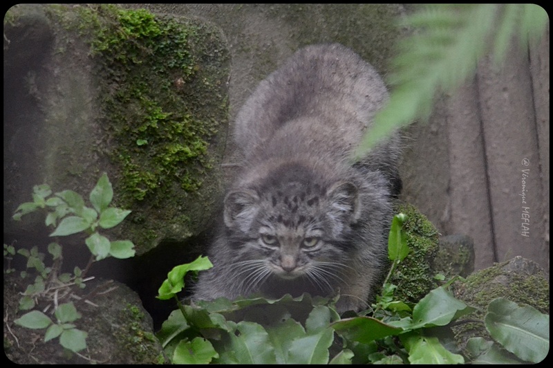 La Ménagerie, le Zoo du Jardin des Plantes : Chat de Pallas