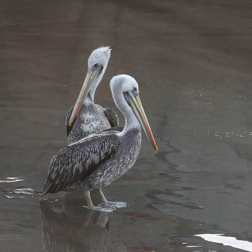 Pélicans au retour de pêche